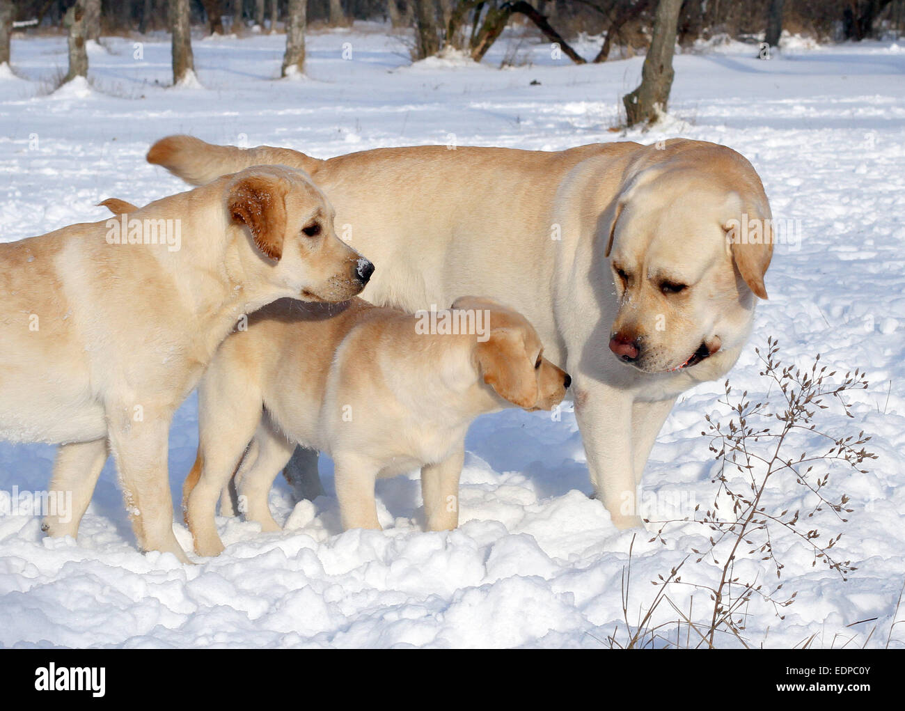yellow labradors in the snow in winter Stock Photo Alamy