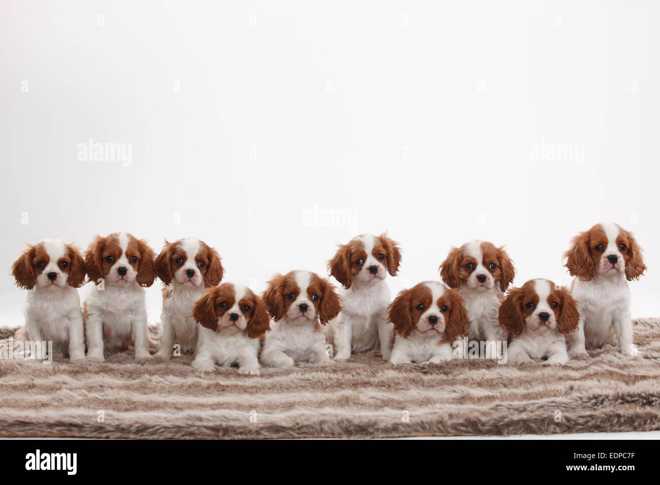 Cavalier King Charles Spaniel Puppies Blenheim 10 Weeks Cavalier King Charles Spaniel Welpen Blenheim 10 Wochen Stock Photo Alamy