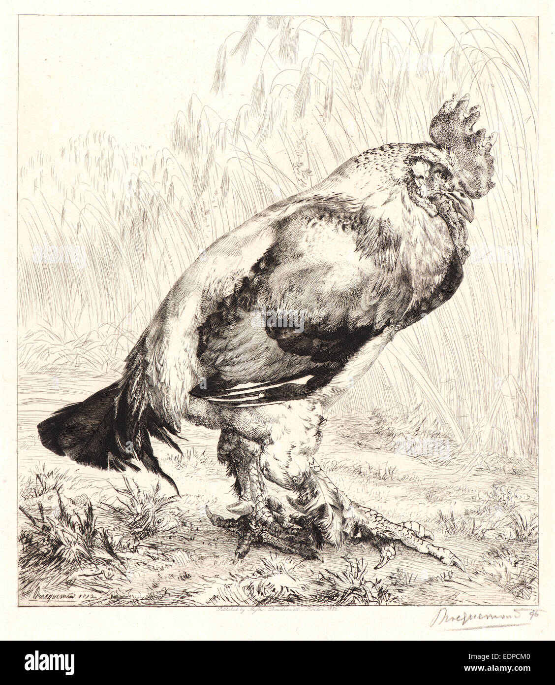 Avoir Images Old Rooster Stock Photos Old Rooster Stock Images Alamy le plus cool par