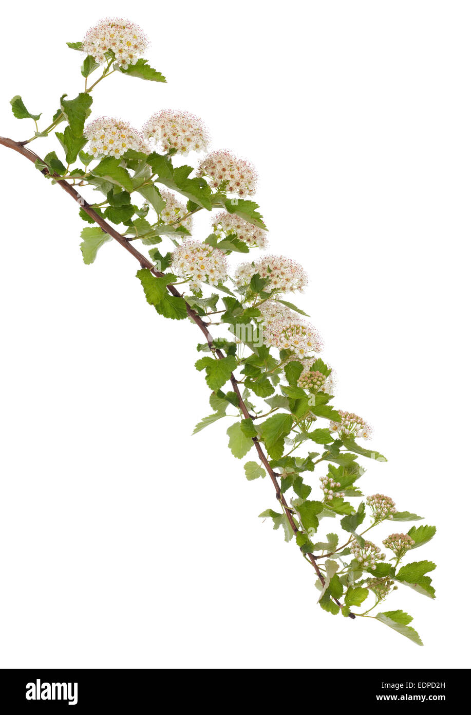 blooming branch (Physocarpus opulifolius) on white background Stock Photo