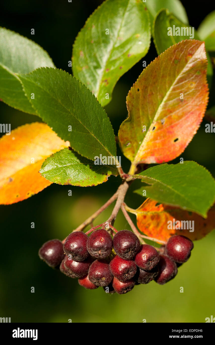 cluster unripe aronia (Aronia arbutifolia) on branch Stock Photo