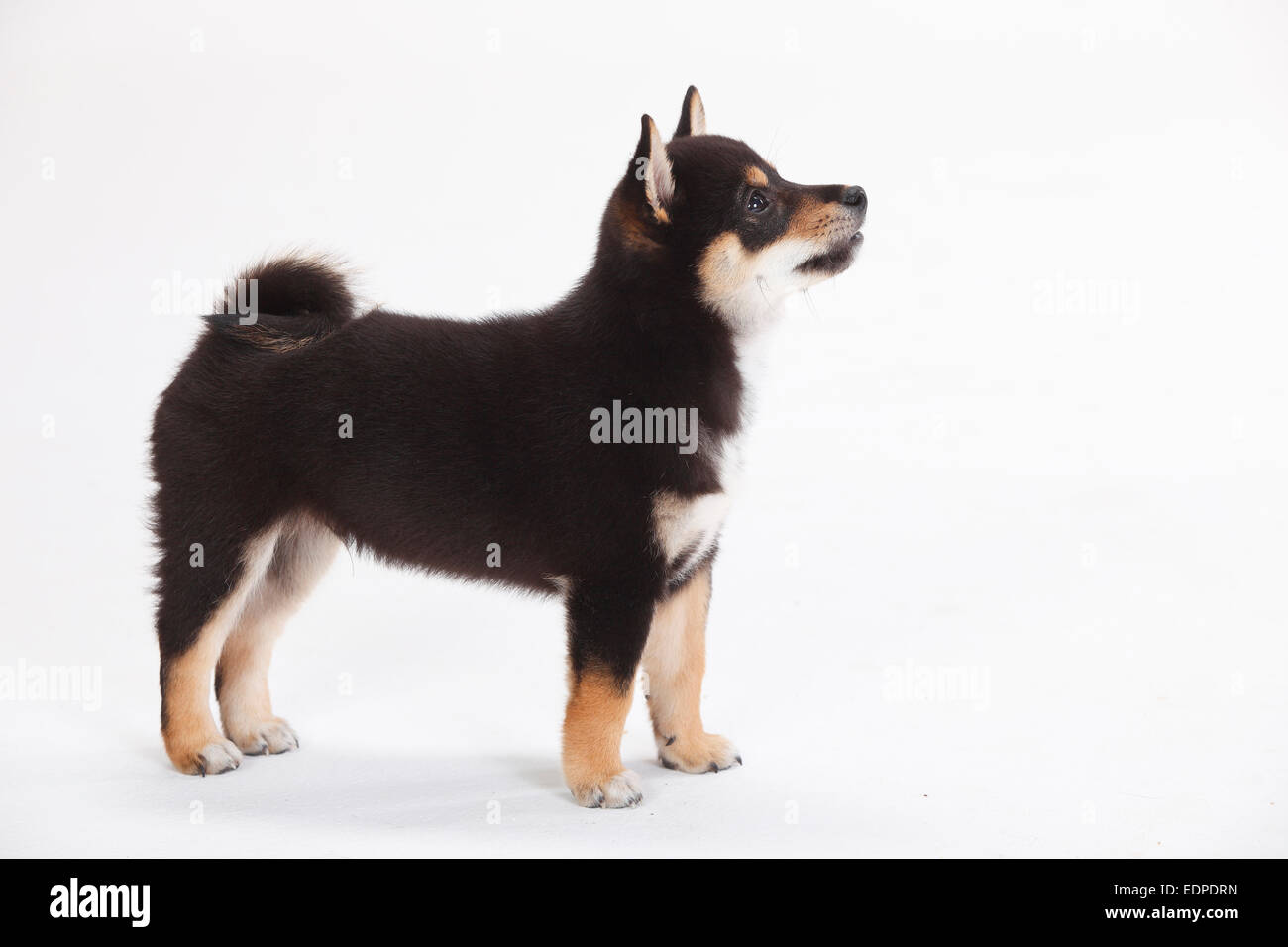 9 Puppies Stock Photos 9 Puppies Stock Images Page 16