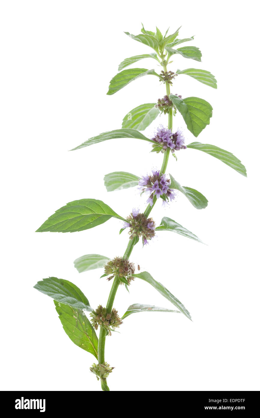 fresh spearmint (Mentha arvensis) on white background Stock Photo