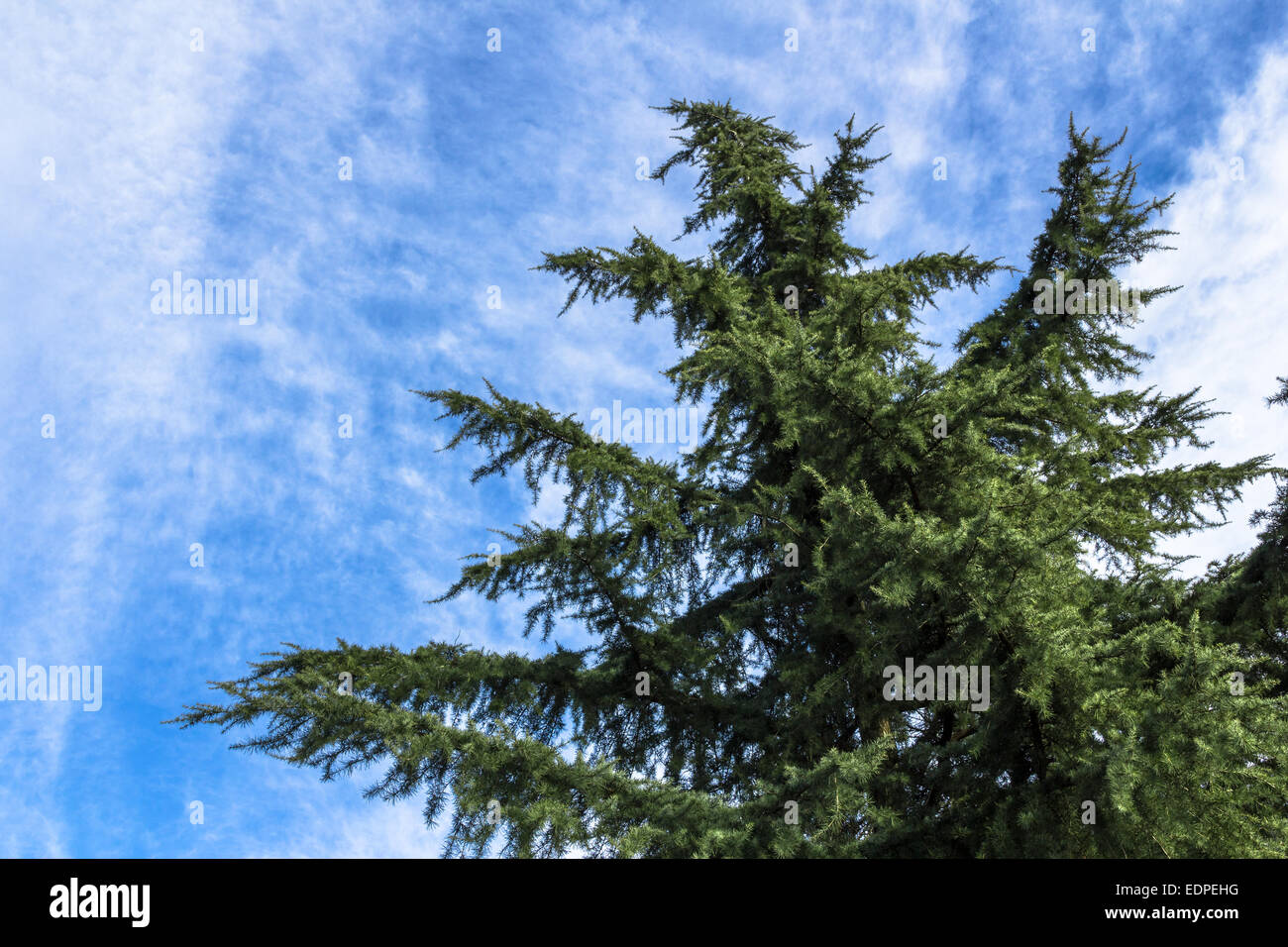 An ancient pine tree overlooking the blue sky and clouds Stock Photo ...