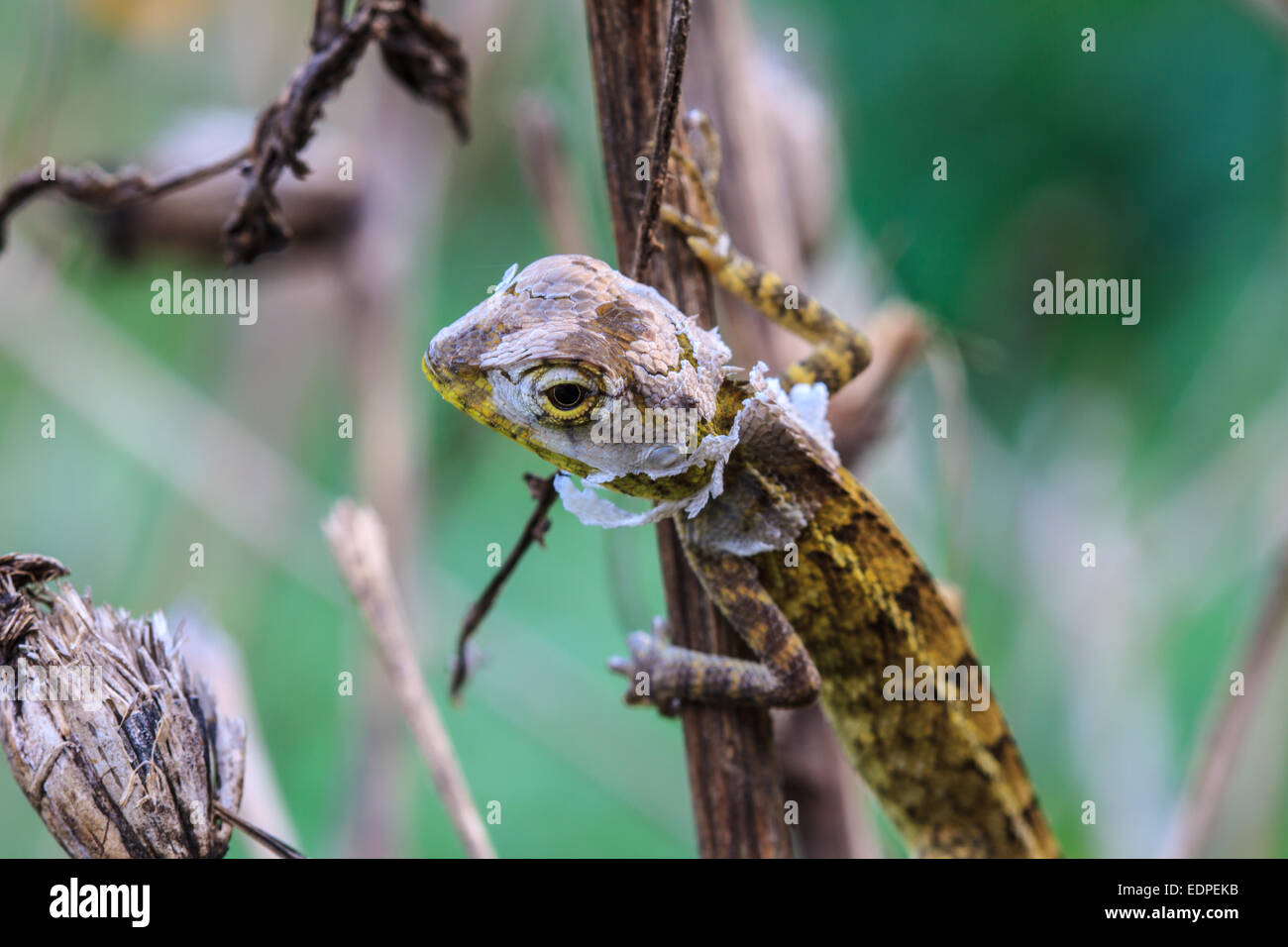 Green Lizard  changing skin resting on wood horizontal Stock Photo