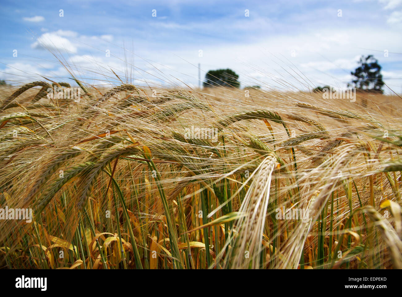 A crop of golden Barley a cereal food crop Stock Photo Alamy