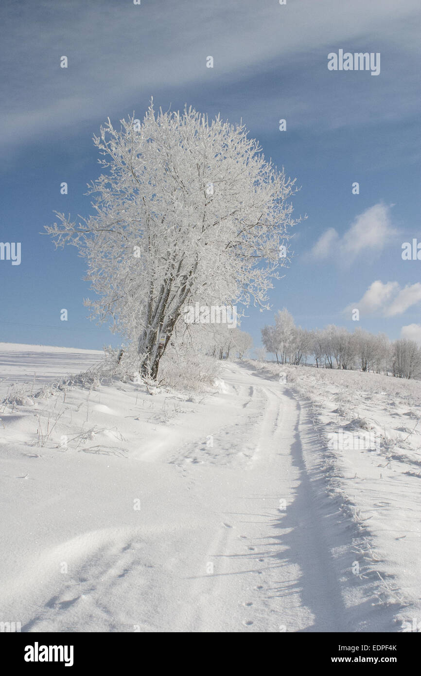 Frosted Tree in Snow Covered Winter Landscape with long frozen way on a ...