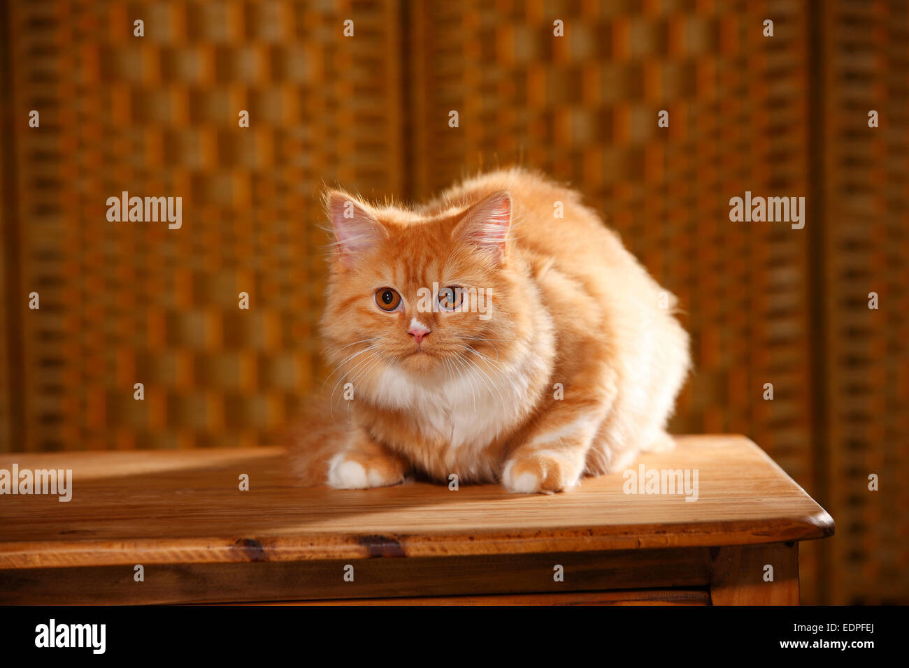 British Longhair Cat, red-white, 5 months|Britisch Langhaar, red-white, 5 Monate Stock Photo