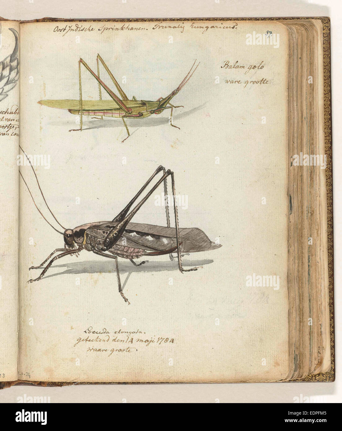 Insects, Jan Brandes, 1784 Stock Photo