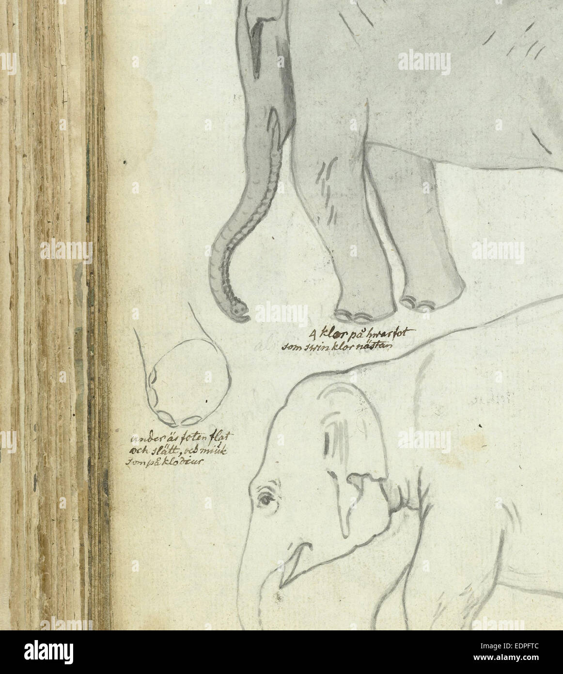 Young elephant, Jan Brandes, 1785 Stock Photo