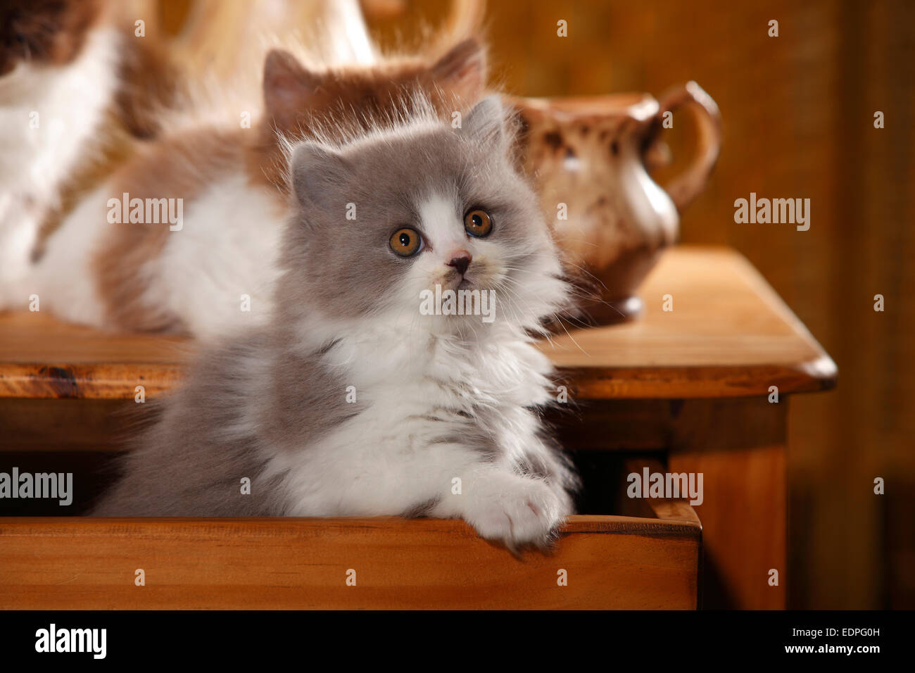 British Longhair Cat, kitten, 9 weeks, blue-white, drawer|Britisch Langhaar, Kaetzchen, 9 Wochen, blue-white / blau-weiss, Schub Stock Photo