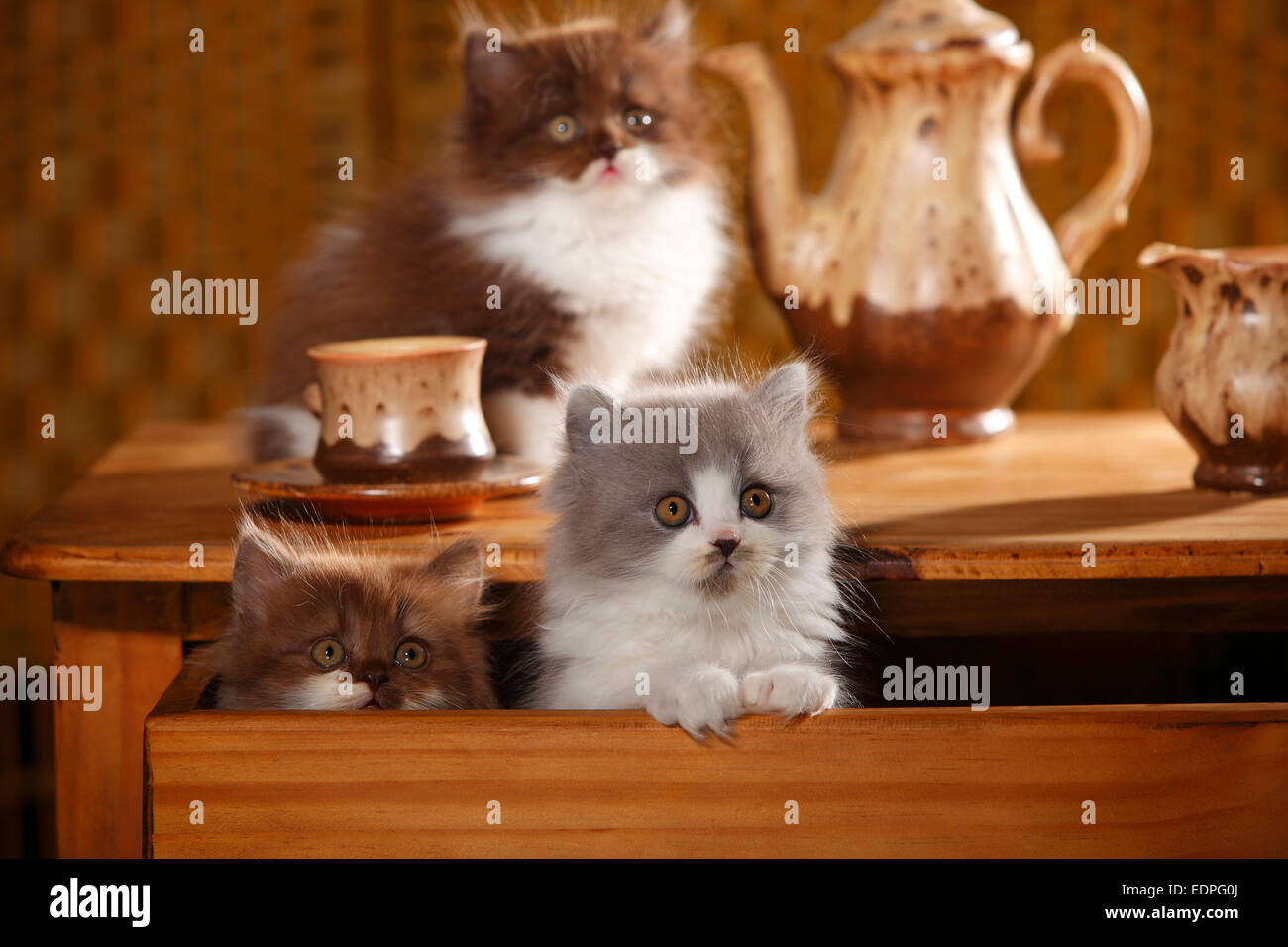 British Longhair Cats, kittens, 9 weeks, in drawer|Britisch Langhaar, Kaetzchen, 9 Wochen, in Schublade Stock Photo