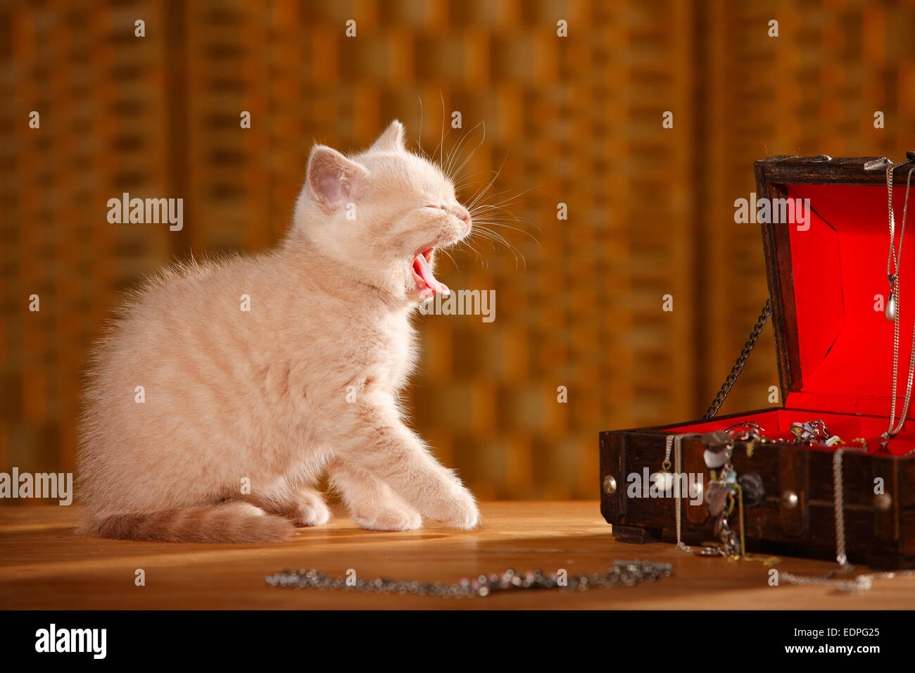 British Shorthair Cat Kitten 6 Weeks Cream Britisch Kurzhaar