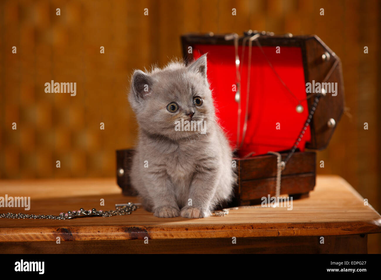 British Shorthair Cat, kitten, 6 weeks, blue-tortie|Britisch Kurzhaar, Kaetzchen, 6 Wochen, blue-tortie Stock Photo