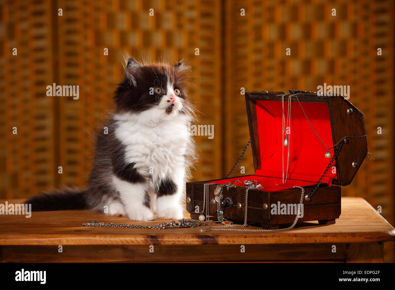 British Longhair Cat, kitten, 9 weeks, black-white, jewel case|Britisch Langhaar, Kaetzchen, 9 Wochen, schwarz-weiss, Schmuckkae Stock Photo