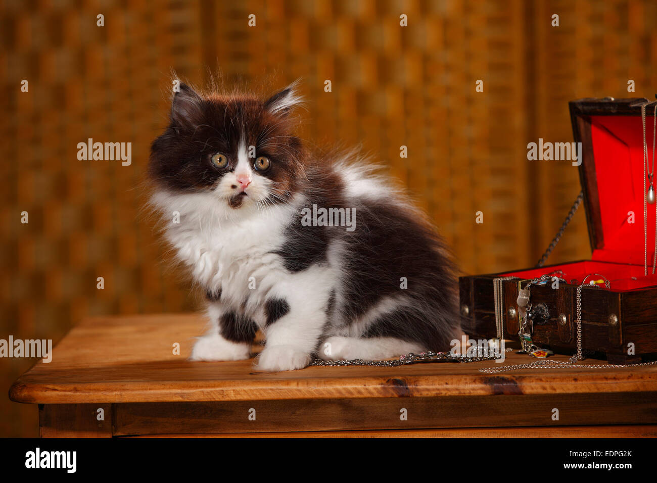 British Longhair Cat, kitten, 9 weeks, black-white, jewel case|Britisch Langhaar, Kaetzchen, 9 Wochen, schwarz-weiss, Schmuckkae Stock Photo
