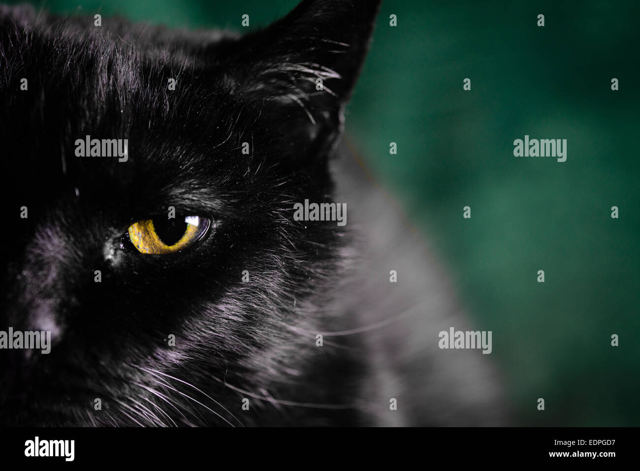 A black cat with vivid yellow eyes Stock Photo