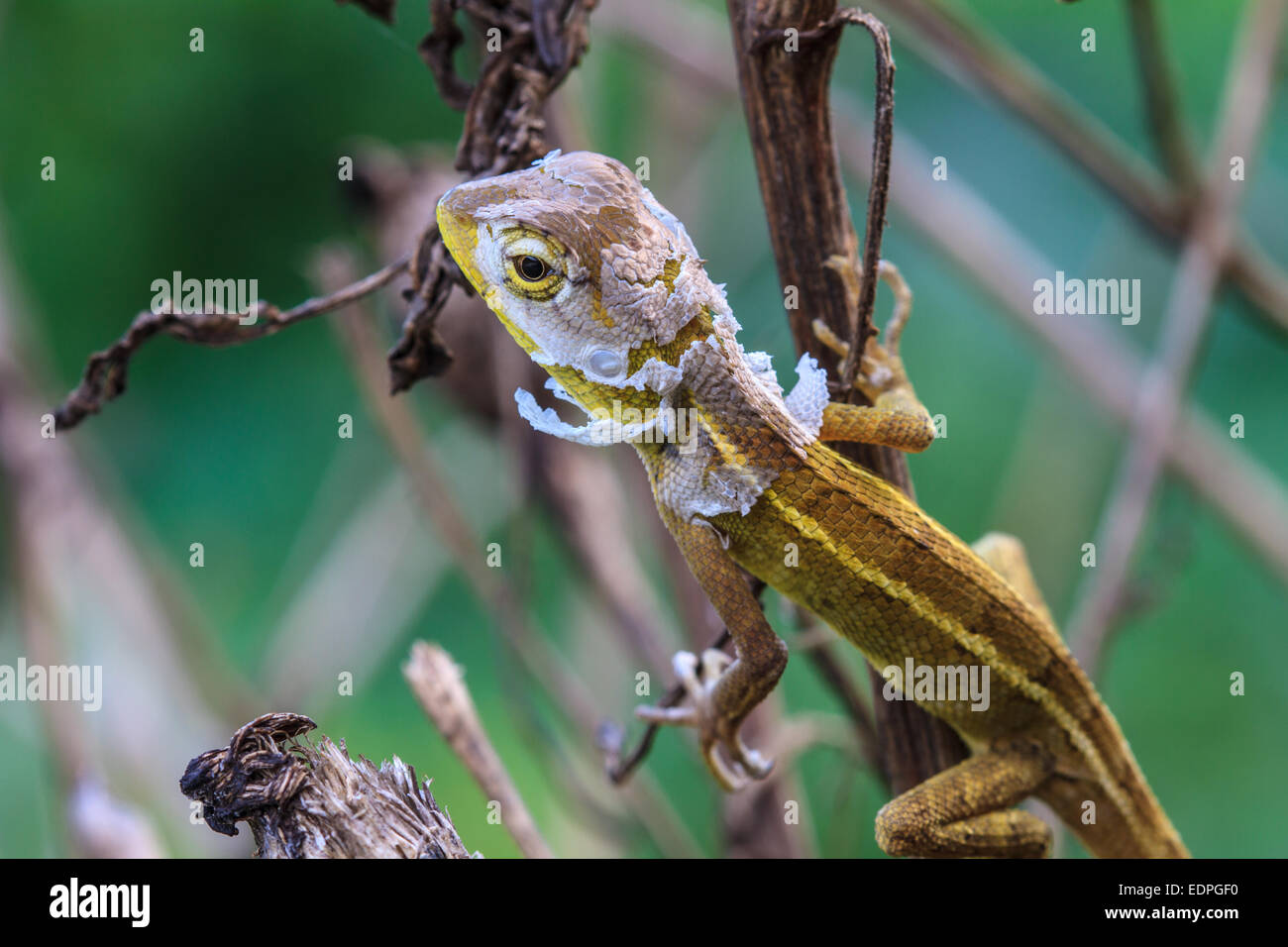 Green Lizard  changing skin resting on wood horizontal Stock Photo