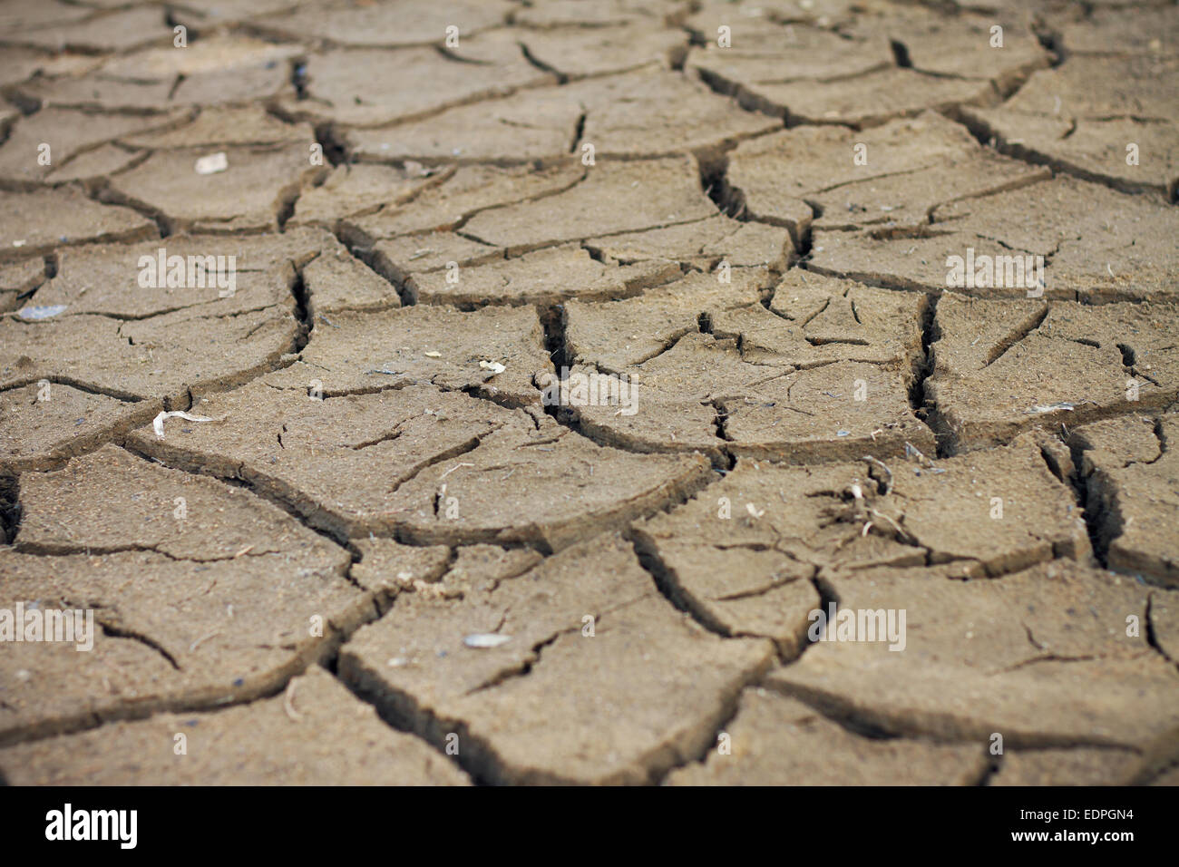 Dry land. Cracked ground background. Stock Photo