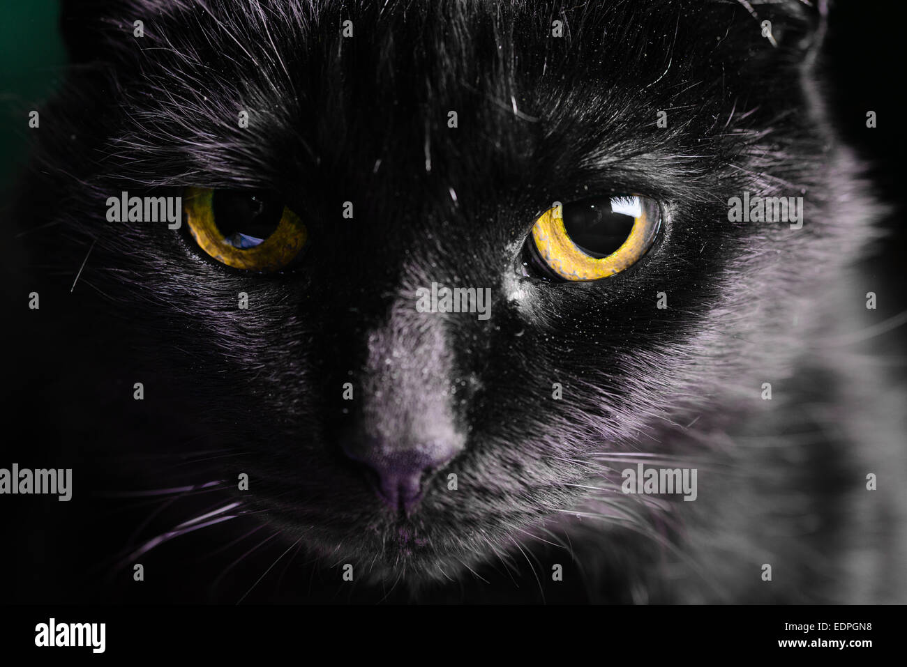 A black cat with vivid yellow eyes Stock Photo