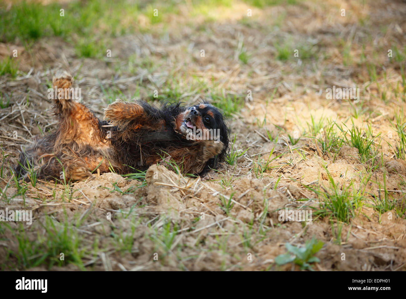 Cavalier King Charles Spaniel, black-and-tan, rolling in dirt / dirty, dusty|Cavalier King Charles Spaniel, black-and-tan, Ruede Stock Photo