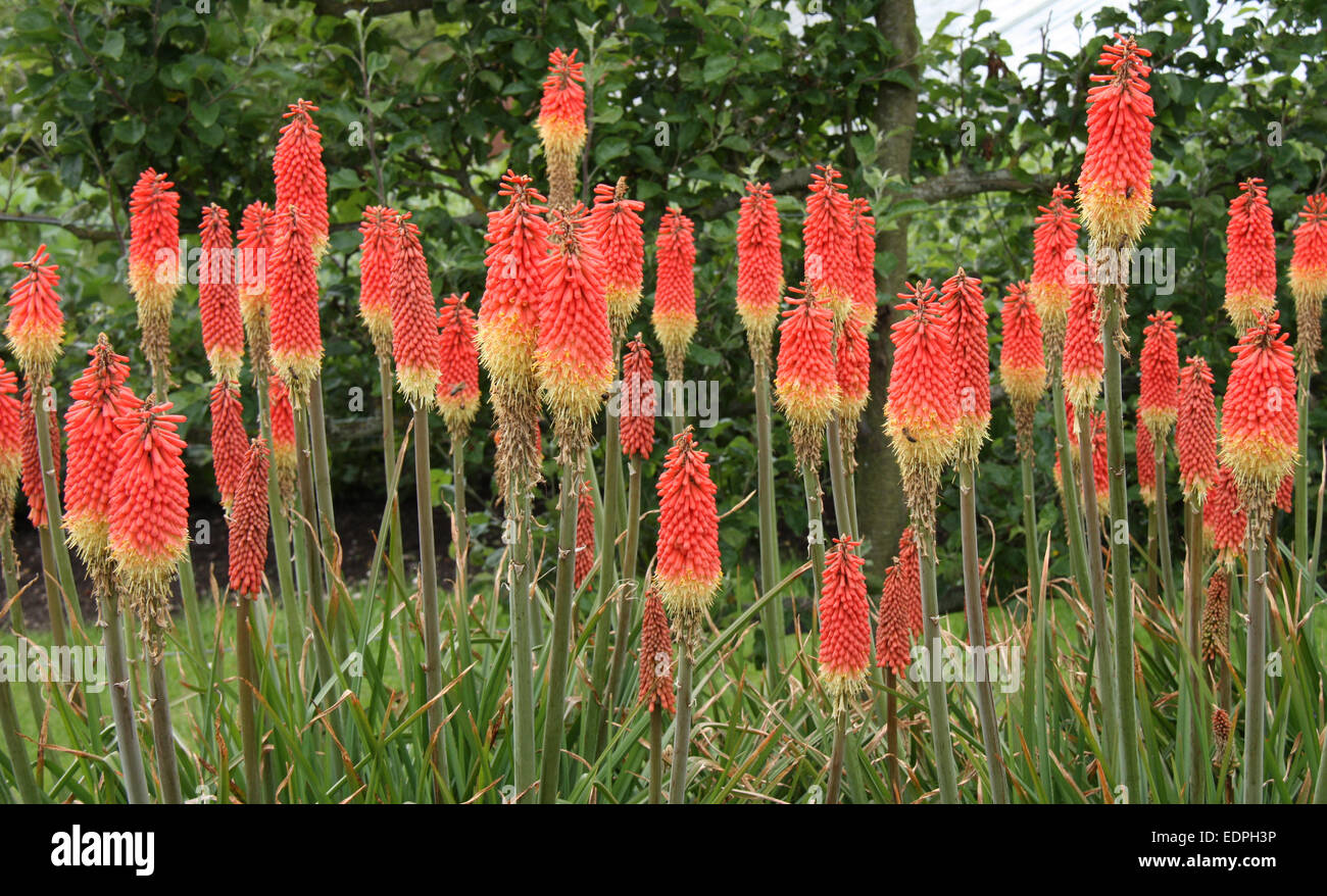 A Beautiful Display of Red Hot Poker Plants. Stock Photo