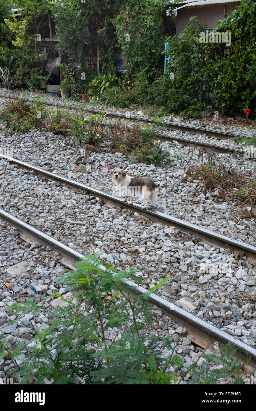 Dog on the railway tracks in downtown Bangkok Stock Photo