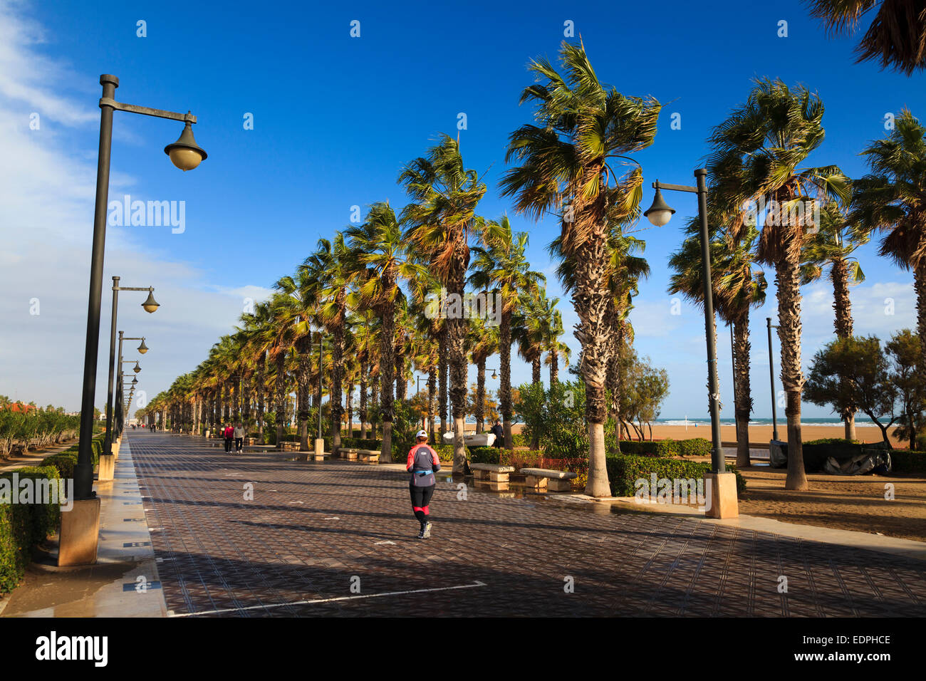 A jogger runs along the promenade past windswept palm trees at Valencia in winter sunshine Stock Photo