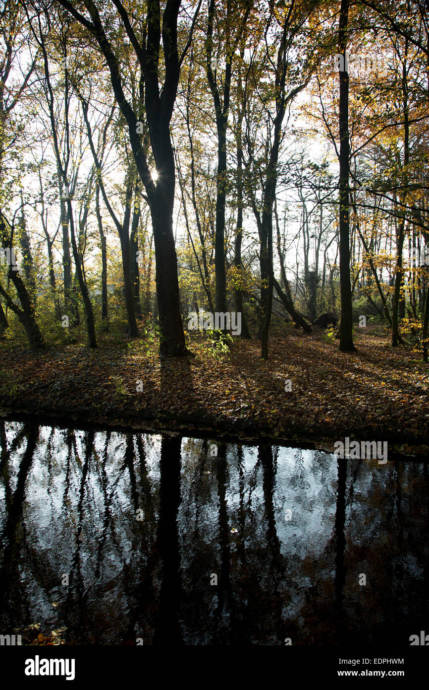 Backlit autumn forest with trees reflected in a ditch, Alblasserdam, South Holland, Netherlands Stock Photo