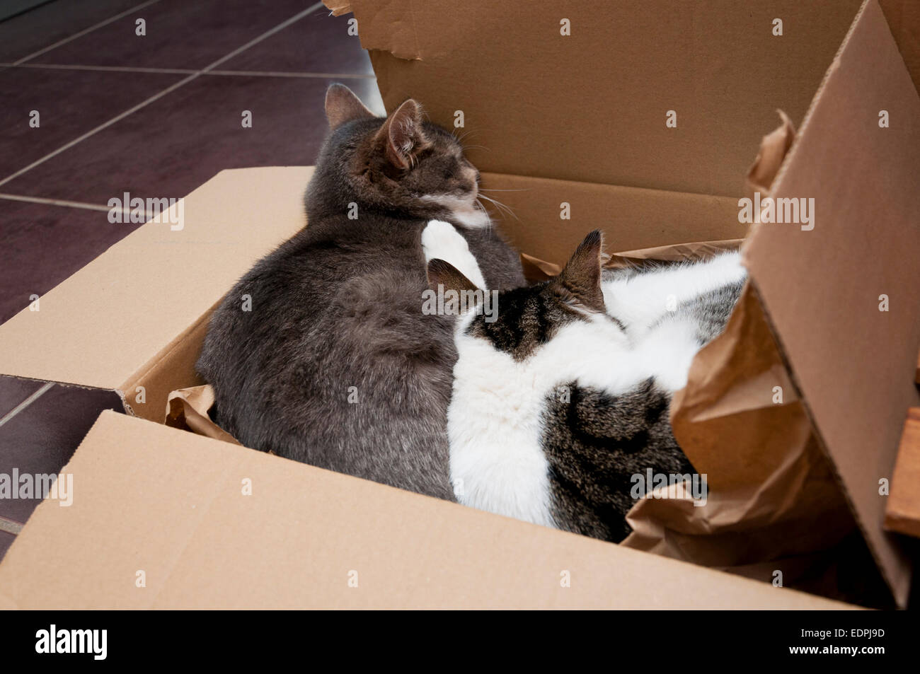 Cats in cardboard box Stock Photo Alamy
