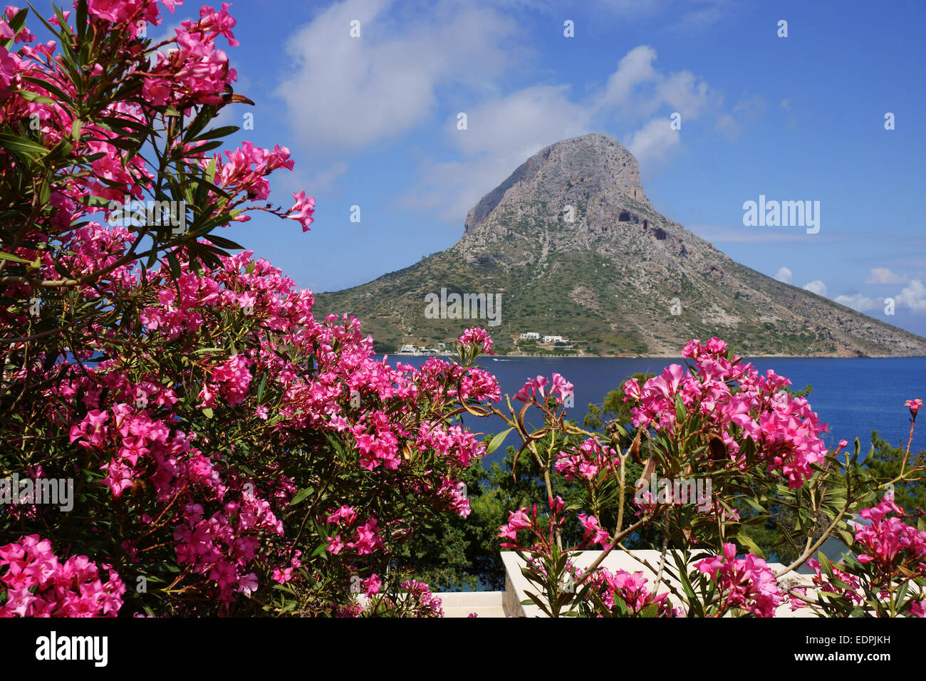 Island Telendos seen from Mirties on Island Kalymnos, with Rhododendron flowers, Greece Stock Photo