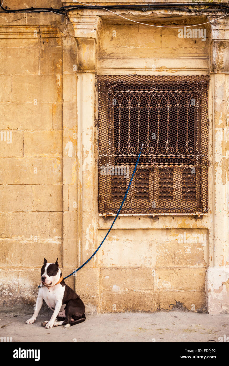 Black and white Dog tethered to medieval stone wall Valletta Malta EU Europe Stock Photo