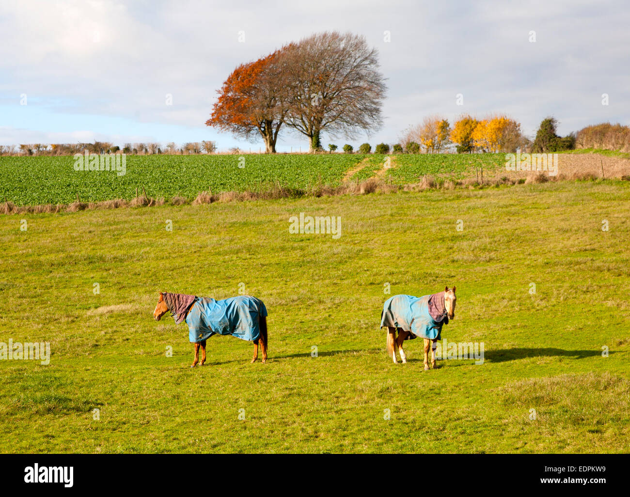 Two horses wearing winter coats standing in a field in autumn, near