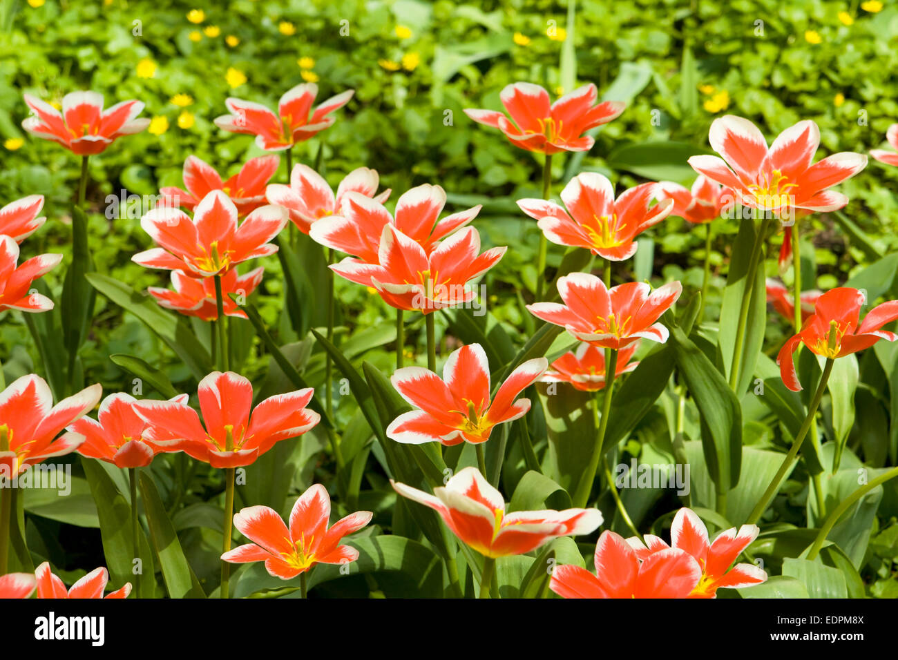 Flower bed with many red tulips Stock Photo - Alamy