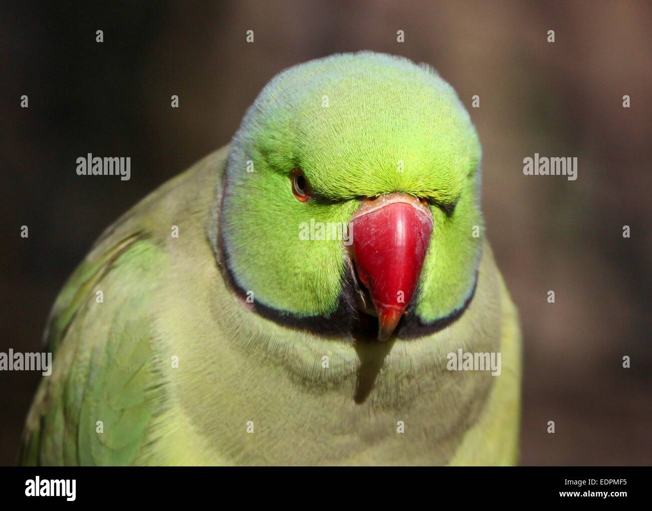 Male Rose-ringed or  ring-necked Parakeet (Psittacula krameri) leaning forwards towards camera Stock Photo