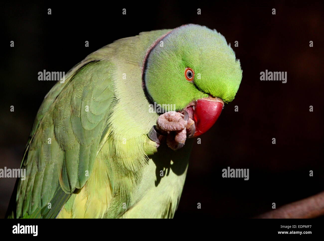 Male Rose-ringed or  ring-necked Parakeet (Psittacula krameri) feeding, claw raised to beak Stock Photo