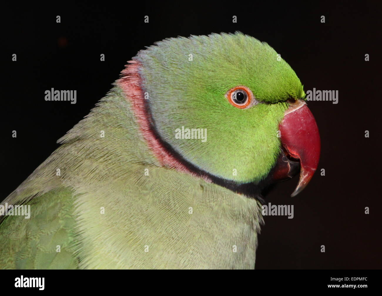 Detailed close-up of  a male Rose-ringed or  ring-necked Parakeet (Psittacula krameri) in profile on a black background Stock Photo