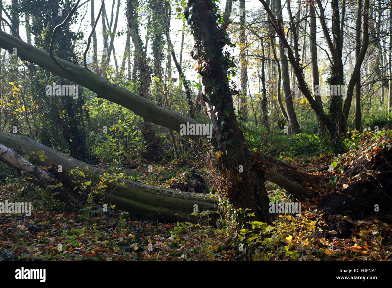 Backlit autumn forest, Alblasserdam, South Holland, Netherlands Stock Photo
