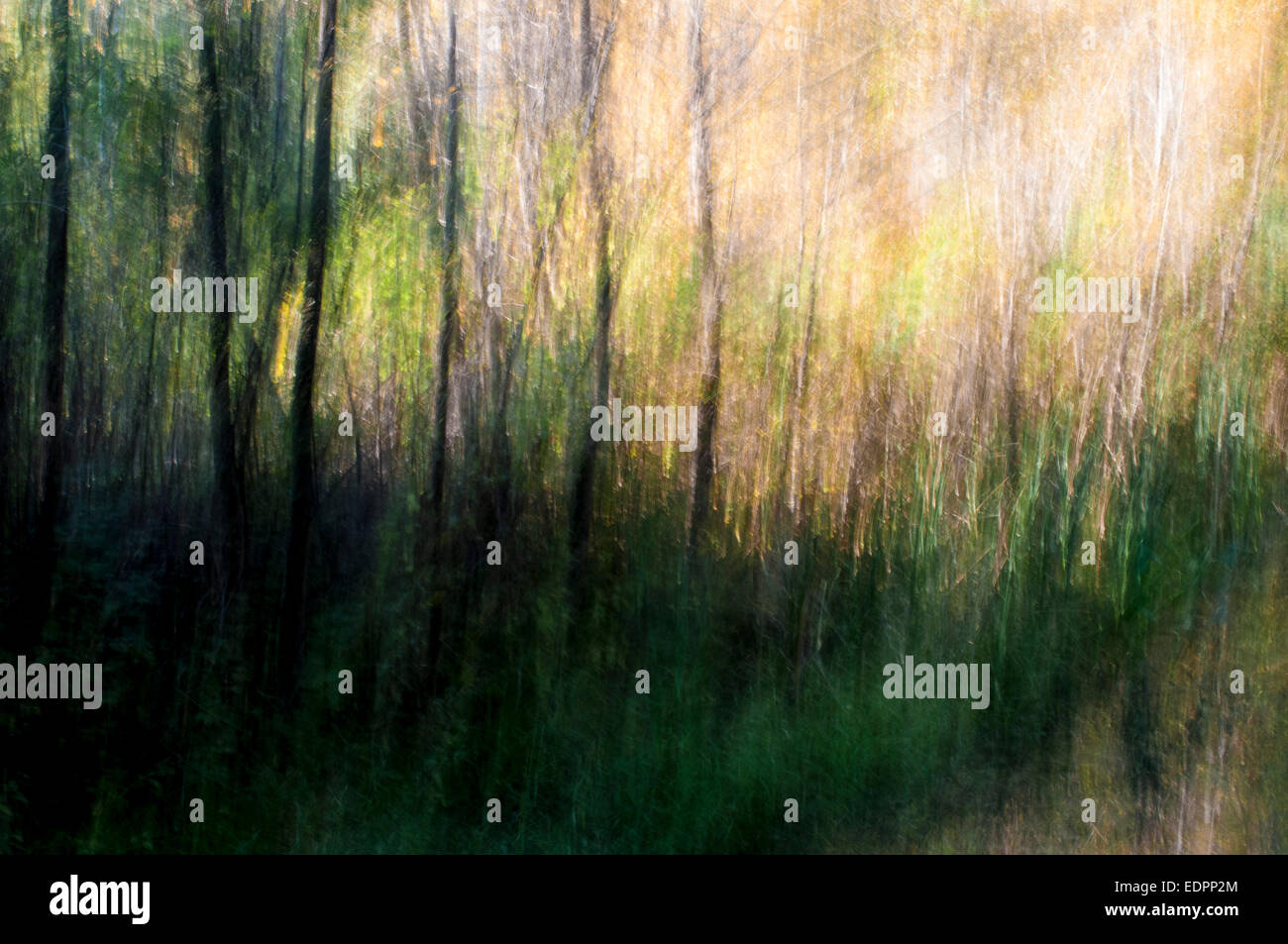 Trees photographed in late afternoon sun with a slow shutter speed and panning motion. Stock Photo