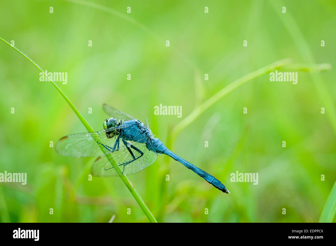 A dragonfly on a stem of grass in a rural farm passture waiting for the day  to warm . Stock Photo