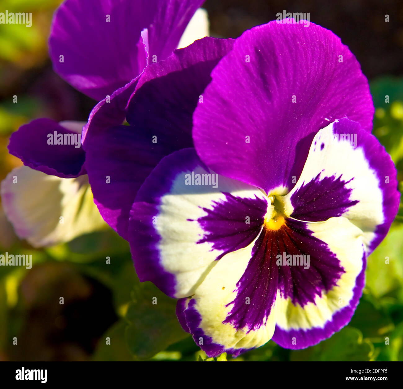 Pansy (viola tricolour) of mixed purple and white colour. Stock Photo