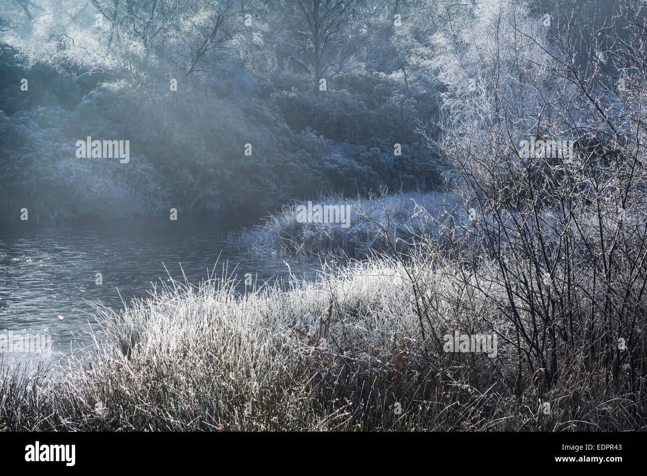 North Lincolnshire, UK. 4th Jan 2015. Freezing conditions at Twigmoor Wood. Stock Photo