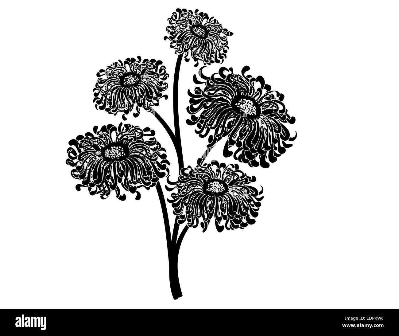 Elegant and detailed black & white illustration of a bouquet of five gorgeous flowers for decorative or romantic themes Stock Photo