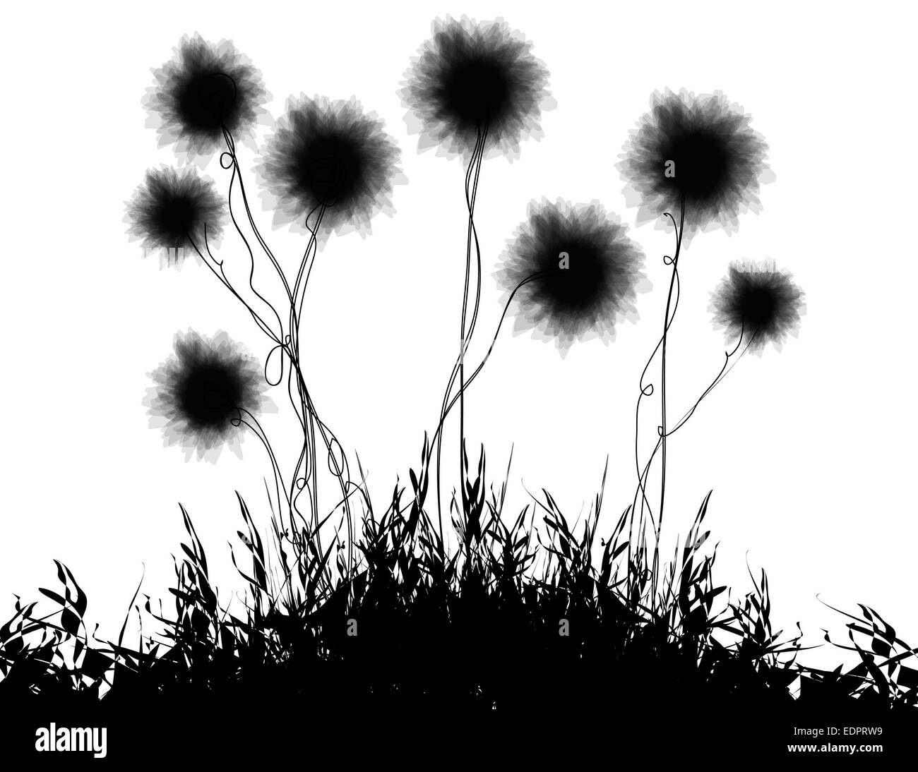 Freestyle black & white illustration of a family of beautiful dandelions growing on grass for decorative or romantic themes Stock Photo