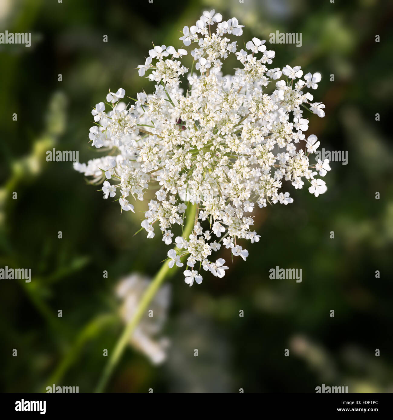 Common Yarrow (lat. Achillea millefolium) with green background Stock Photo