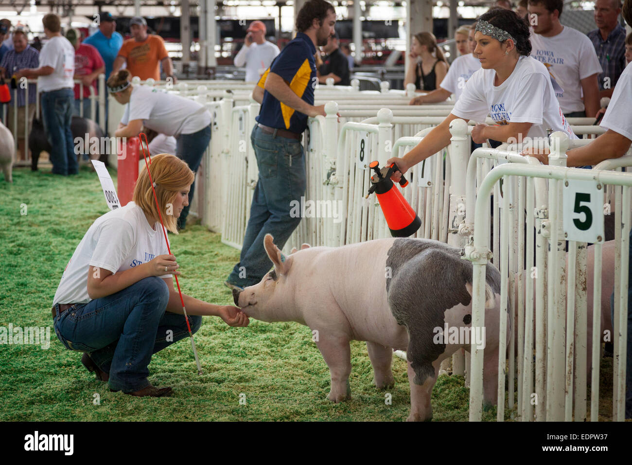 Misting a pig during the swine show. Iowa State Fair, Des Moines. Stock Photo