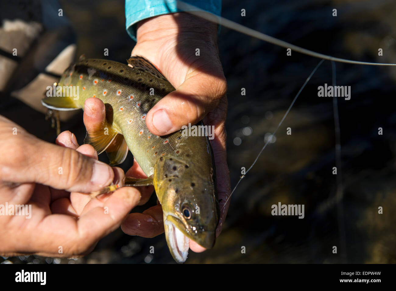 Colors of the Brook Trout Stock Photo