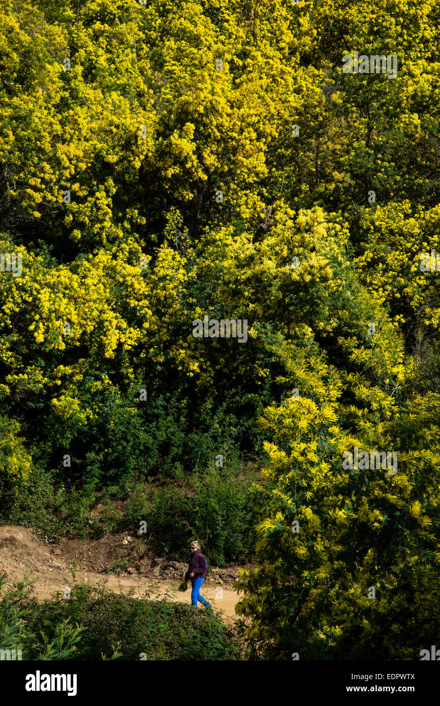 The Mimosa Forest, Massif Of Tanneron, Var,French Riviera, France Stock