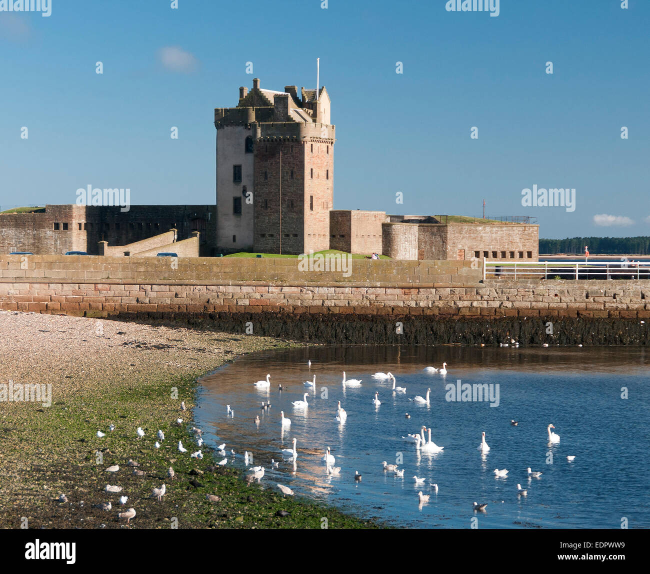 broughty ferry castle dundee with swans Stock Photo