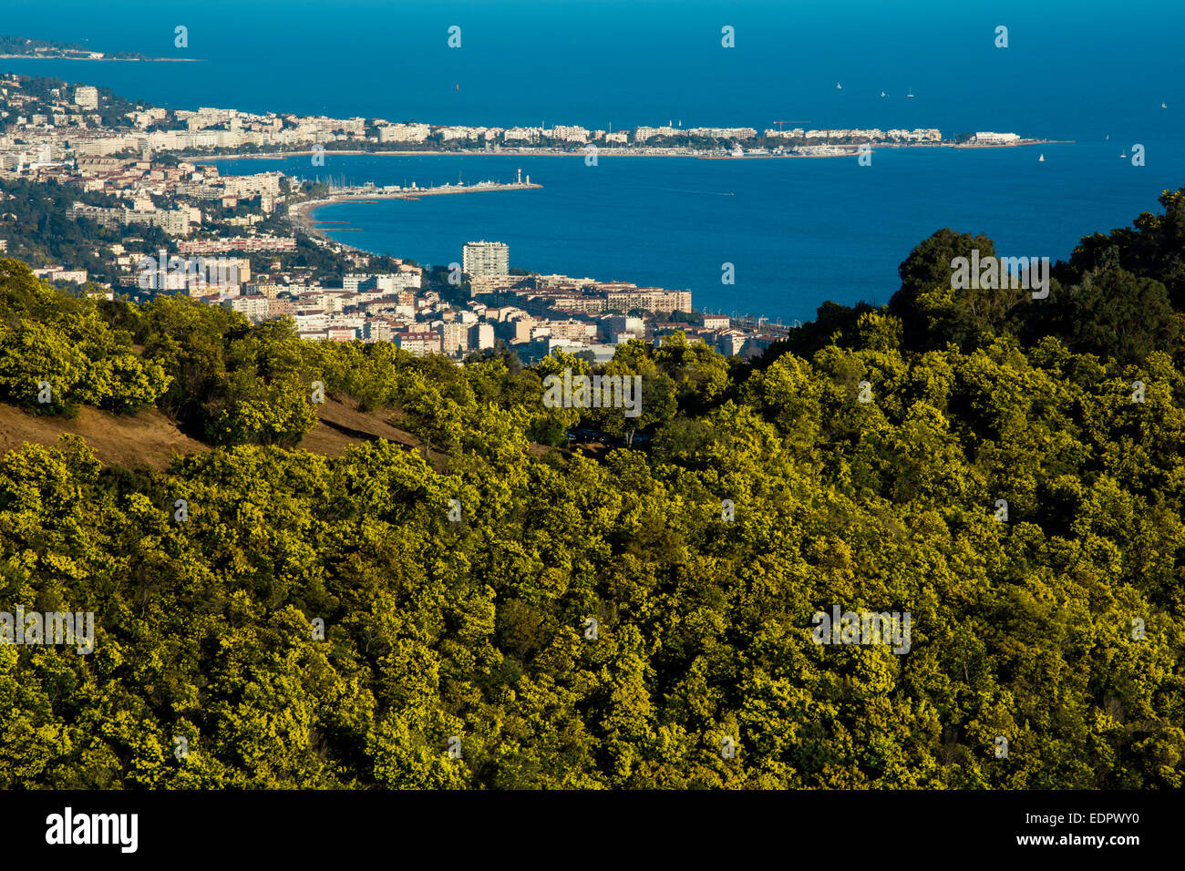 The Mimosa Forest, Massif Of Tanneron, Var,French Riviera, France Stock